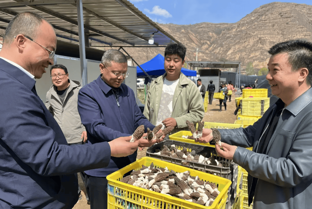 村甘肃臻君农业发展公司羊肚菌种植基地,江口镇王台村羊肚菌种植基地