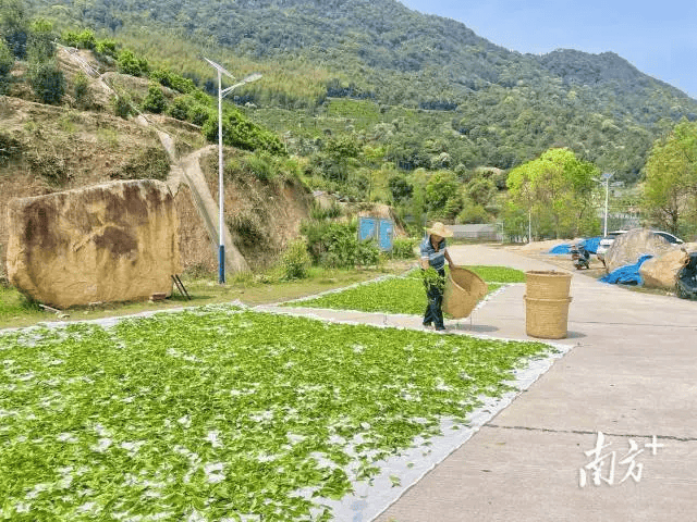 长寿之乡广西蒙山,福建柘荣,广东大埔春日茶园"上新"_茶叶_进行_西河