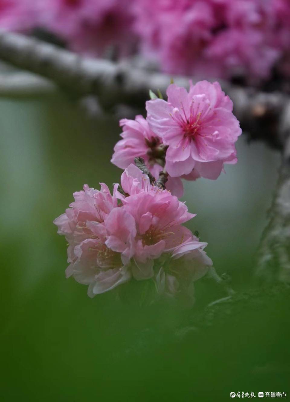 百花公园碧桃盛开