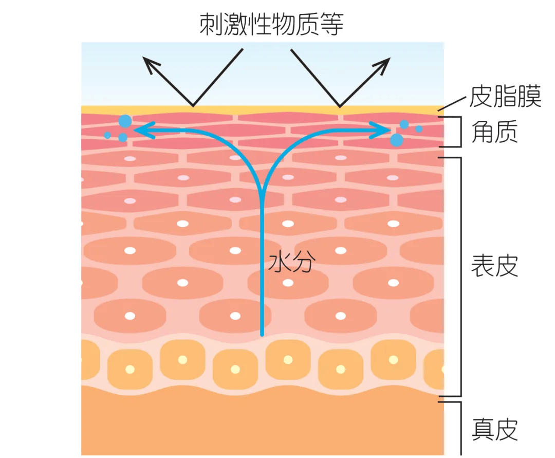 这样维稳皮肤屏障