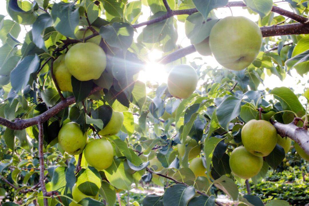 中央财政奖补资金2024年支持实施"新优"翡翠梨果园建设项目,翡翠梨