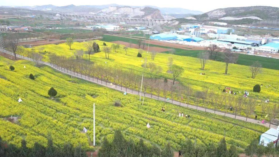 共赴一场花田之约城区山西底村第八届油菜花节开启啦