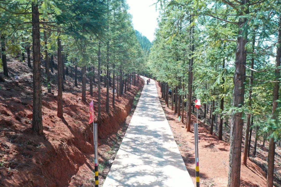 看到巡山员韩顺海和他的搭档正驾驶着摩托车在林间道路上进行日常巡逻