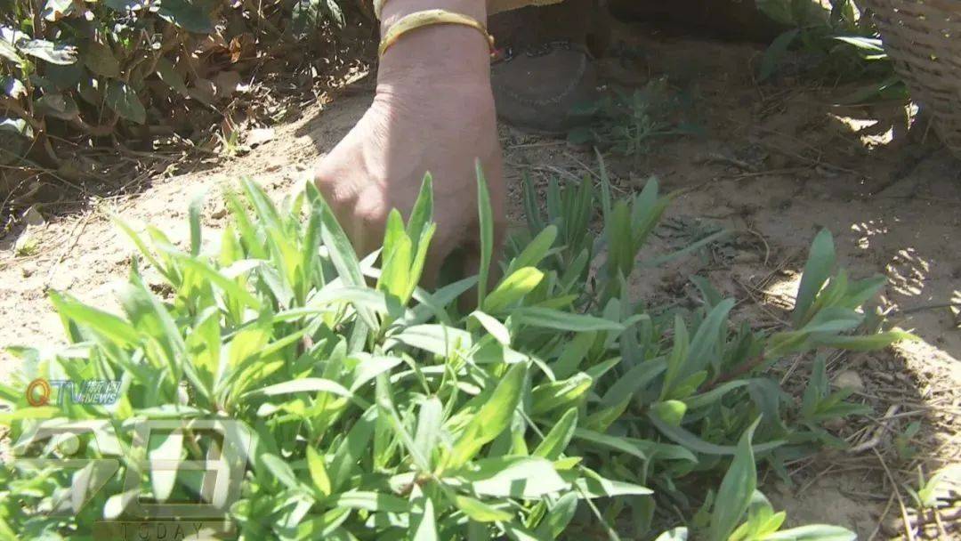 美味_拳头_野菜