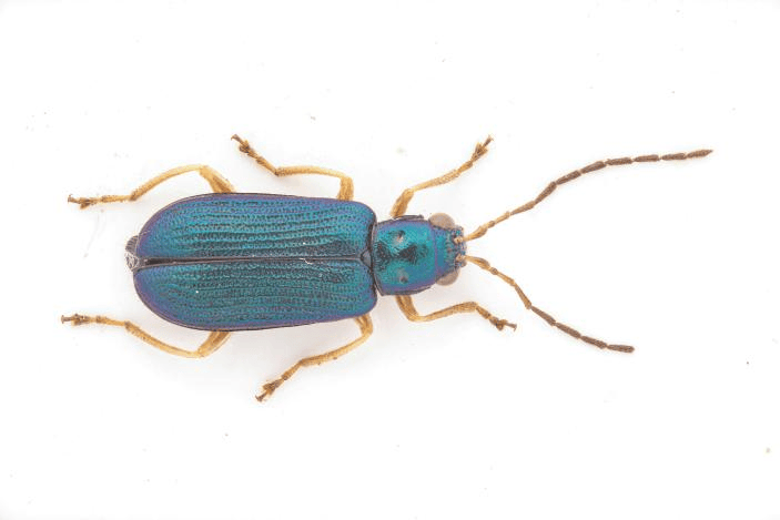 testacea 受访者供图叶甲科的学名来源于希腊语,意为金色闪耀的甲虫