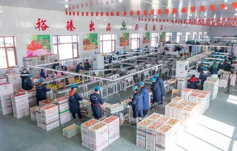 攻坚之年谱新篇】科技赋能,小草莓育成大产业_农业_大棚_东港市