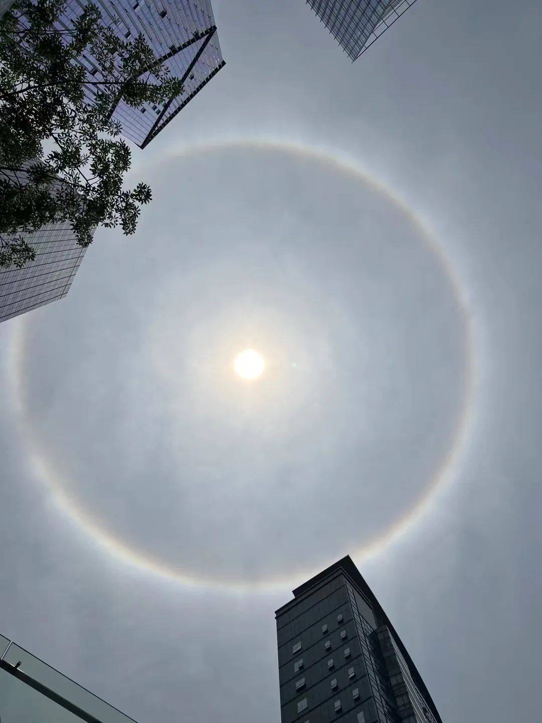 【热议】热搜第一!广东今日多地出现"日晕"