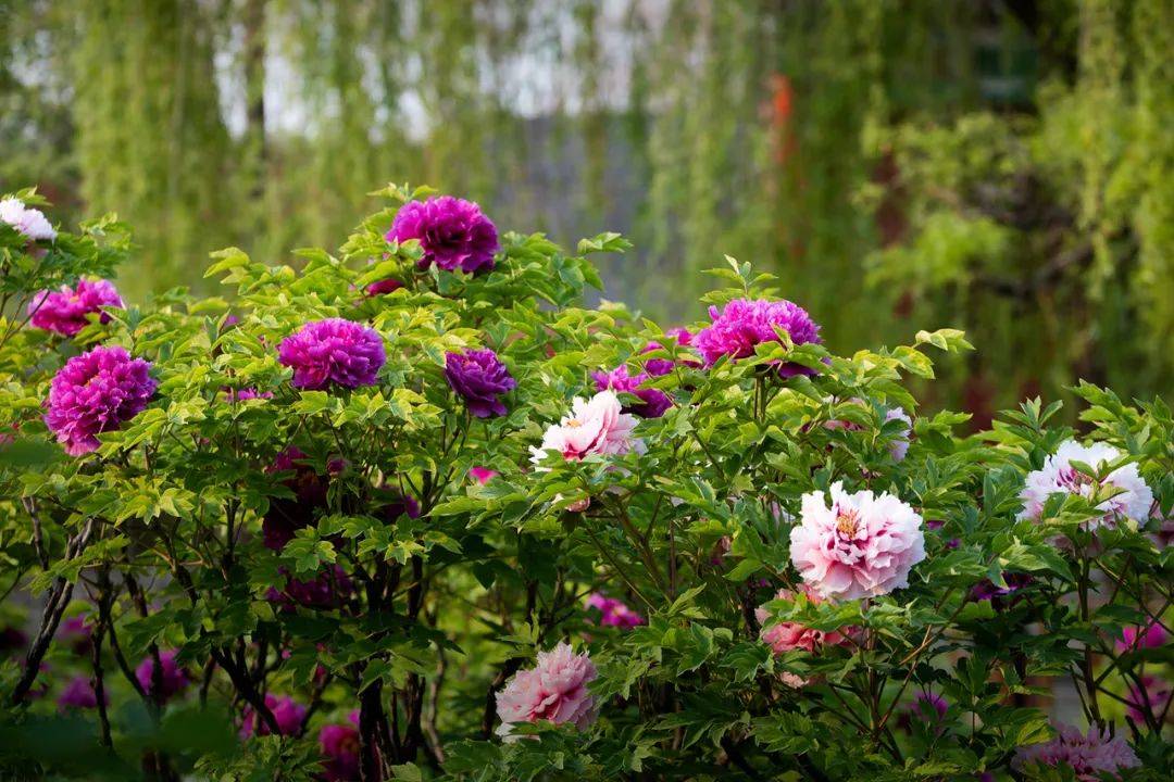 柏乡第十一届汉牡丹文化节开幕式将在七里河同心岛举办!