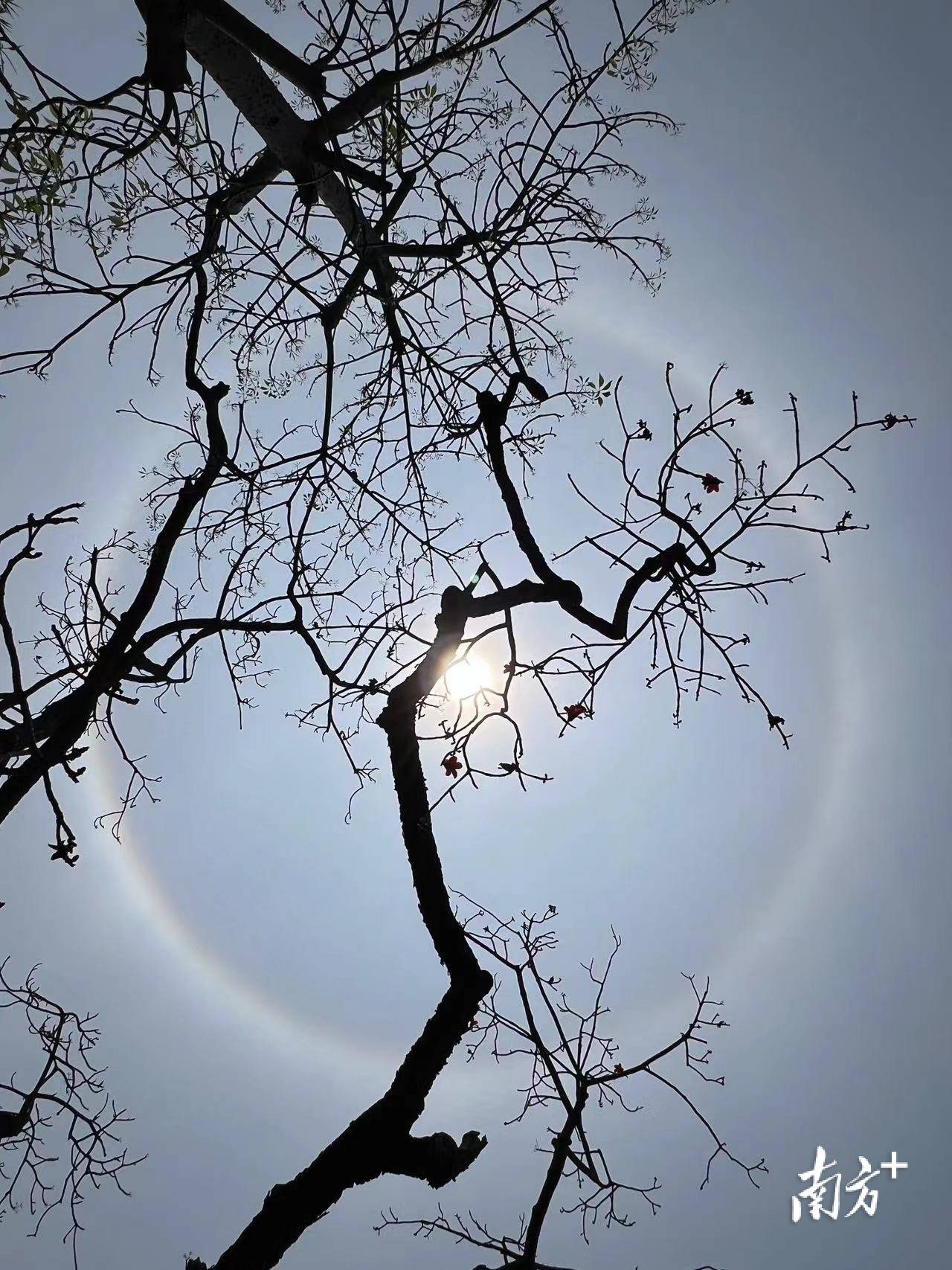 广东多地天空现日晕,你拍到了吗?|南方 拍客