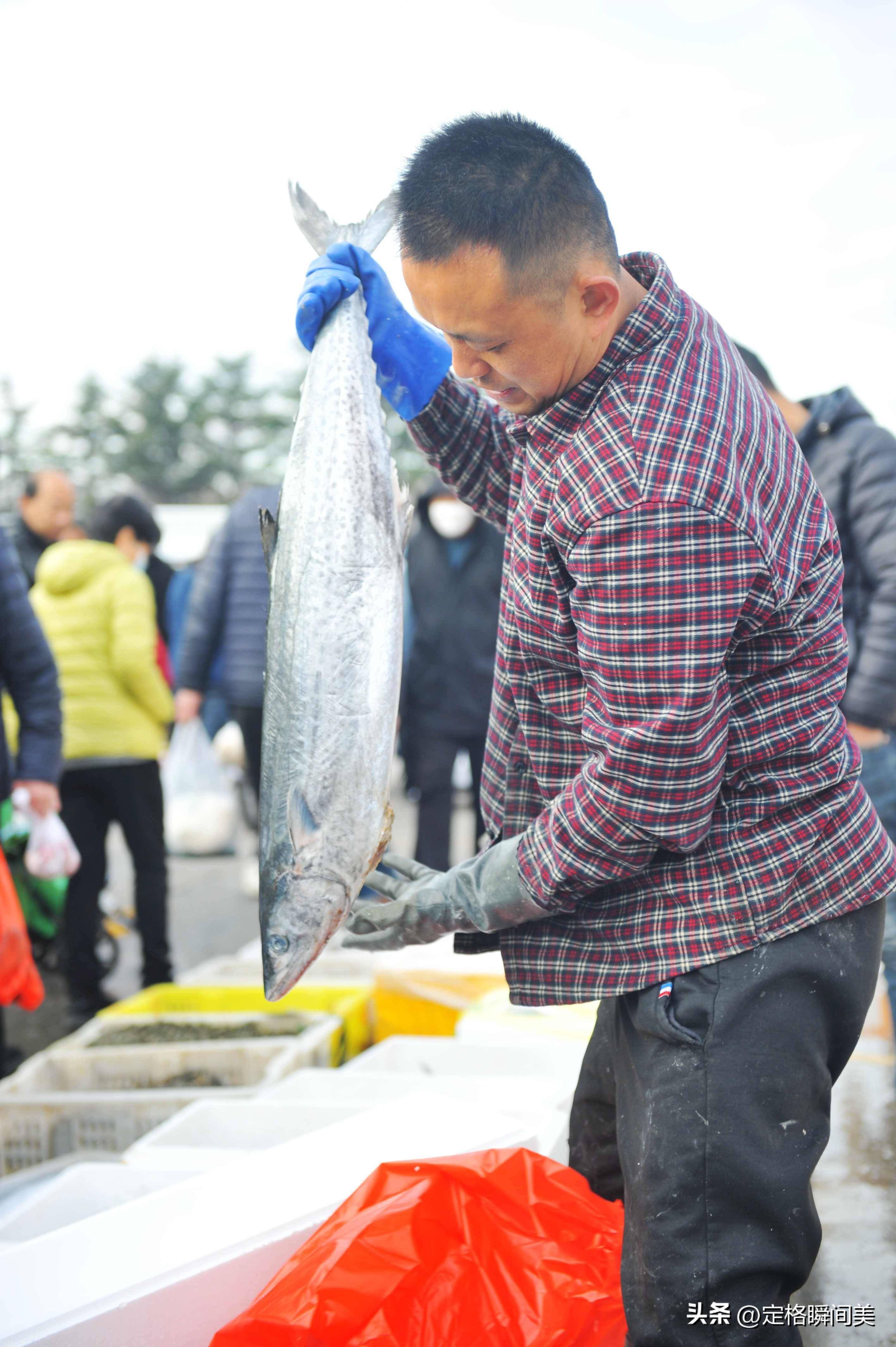 青岛鲅鱼价格图片