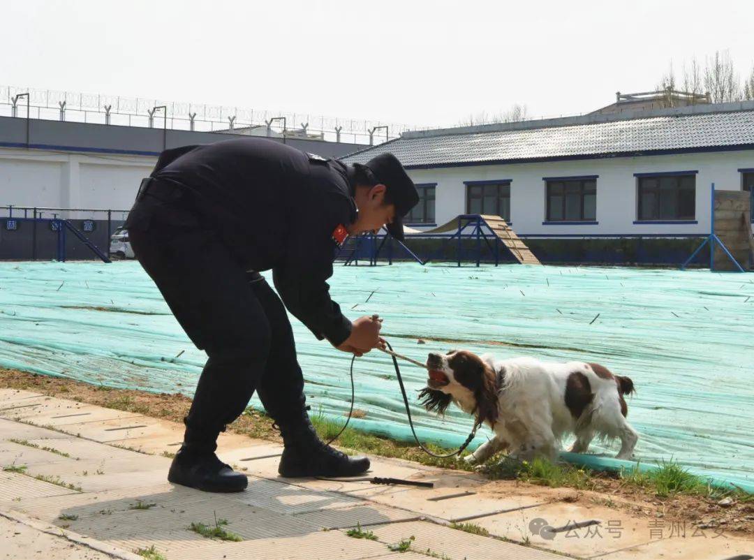 青州公安警犬训练基地开放日!