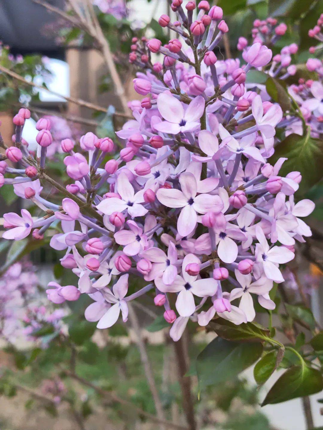 春天开的花图片和名字图片