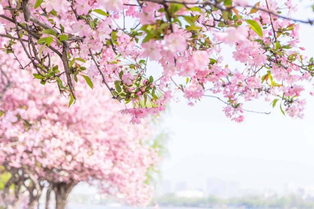 赏读| 又是一年三月三,不负春日好时光_阳光_摄影_生命