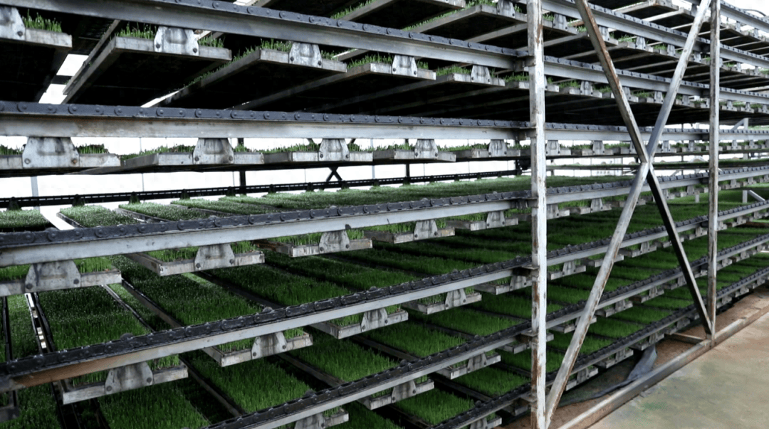 鼎城工厂化集中育秧育出春耕好苗头