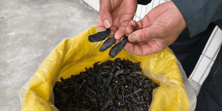 海盐一大叔养黄金虫一年可赚10多万