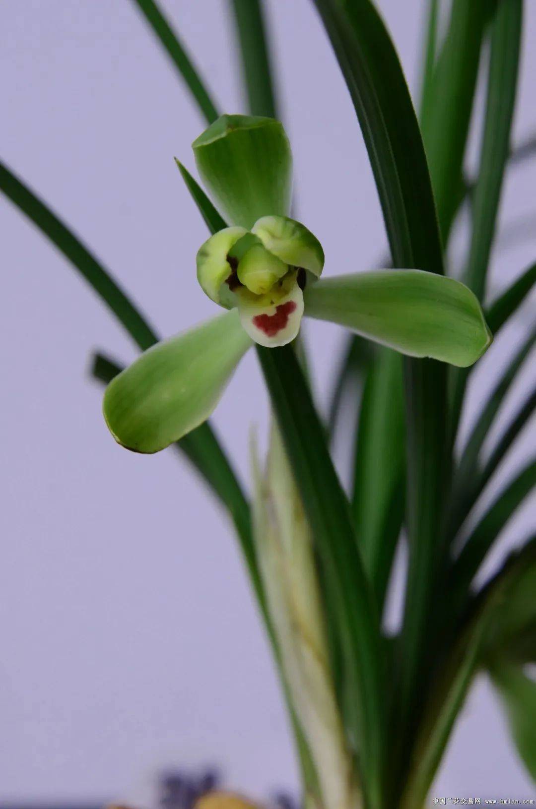 余姚市第二十届兰花展览会获奖作品