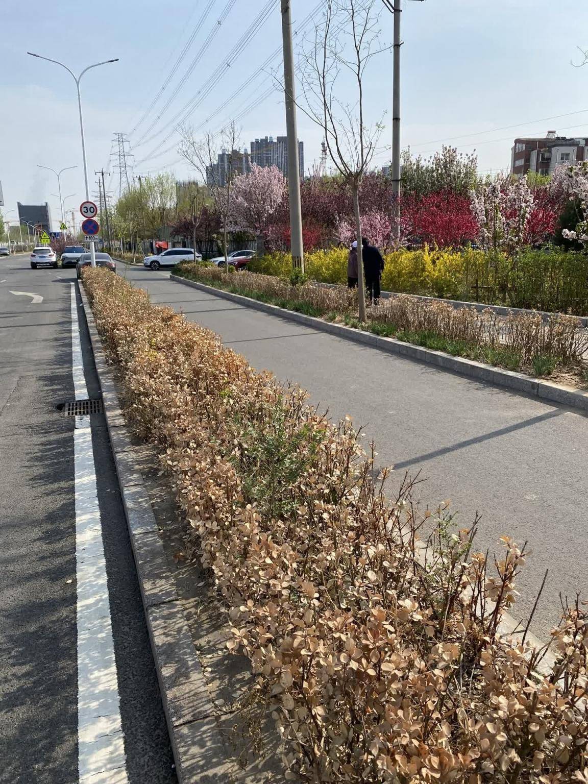 锐评又有绿化带枯死控撒融雪剂就是为春天护绿