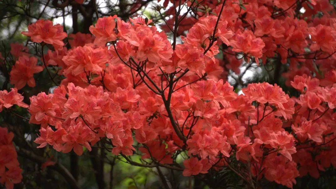 春正好 赏花去:春色正浓 共赏映山红