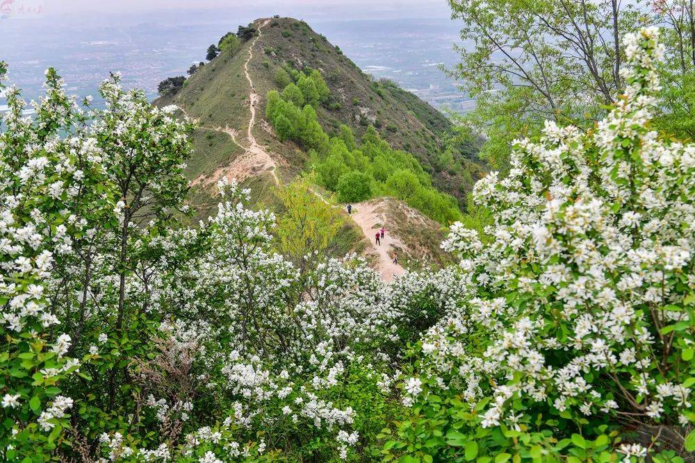 快来看秦岭天子峪白鹃梅绽放迎客来