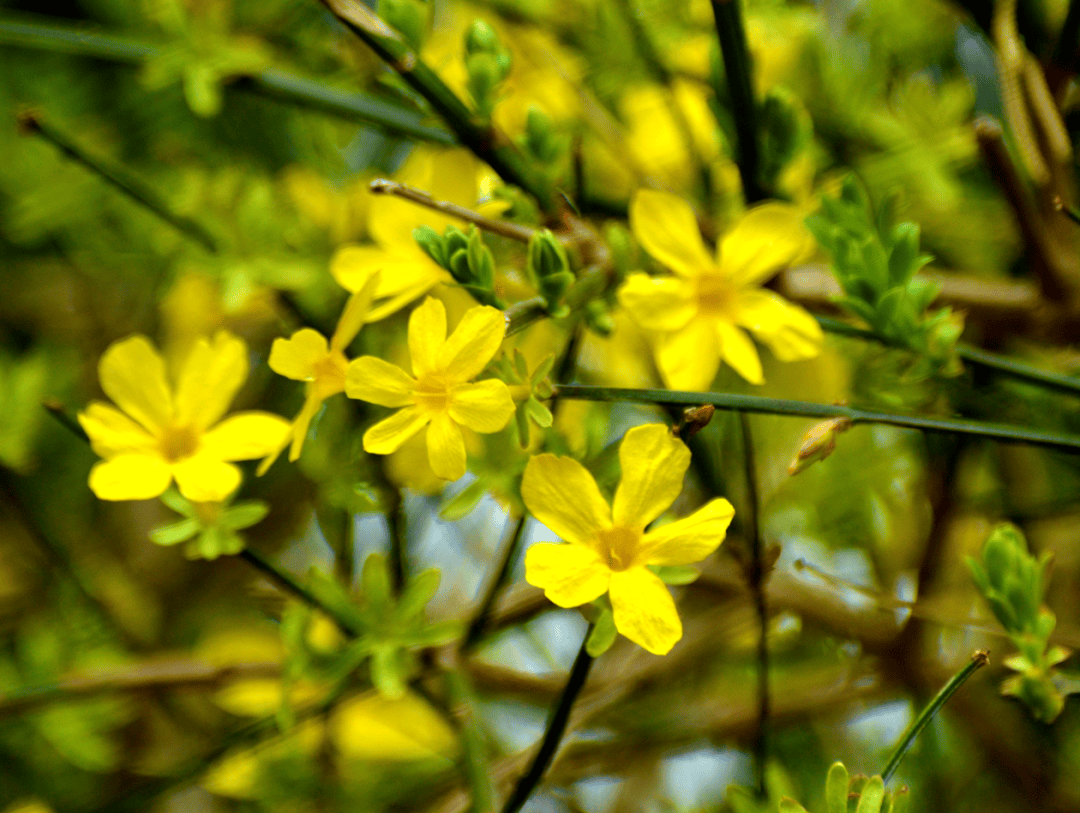 大连生物多样性之美丨春赏百花一连翘迎春花