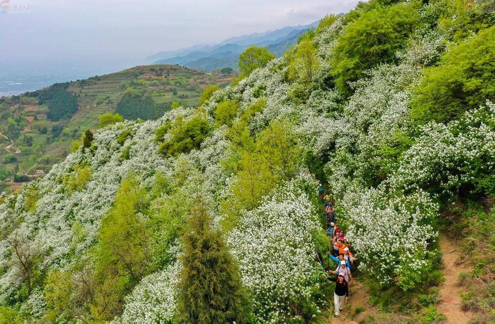 快来看秦岭天子峪白鹃梅绽放迎客来