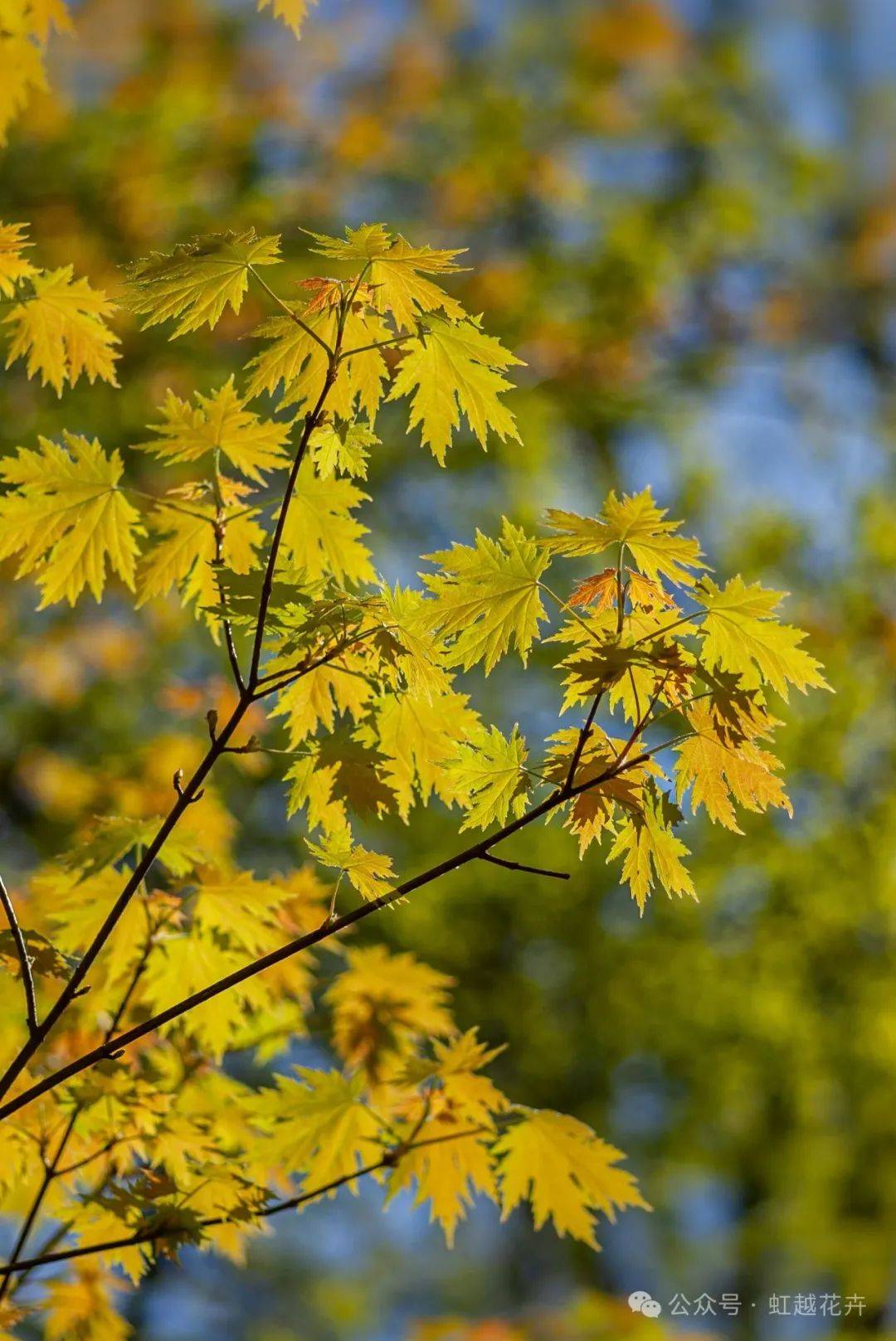 小空间也能瑰丽胜花海~_枫树_种植_叶片