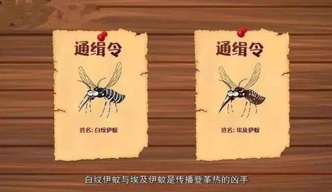 登革病毒属于黄病毒科中的黄病毒属,它感染人体后潜伏期为3-14天,多数