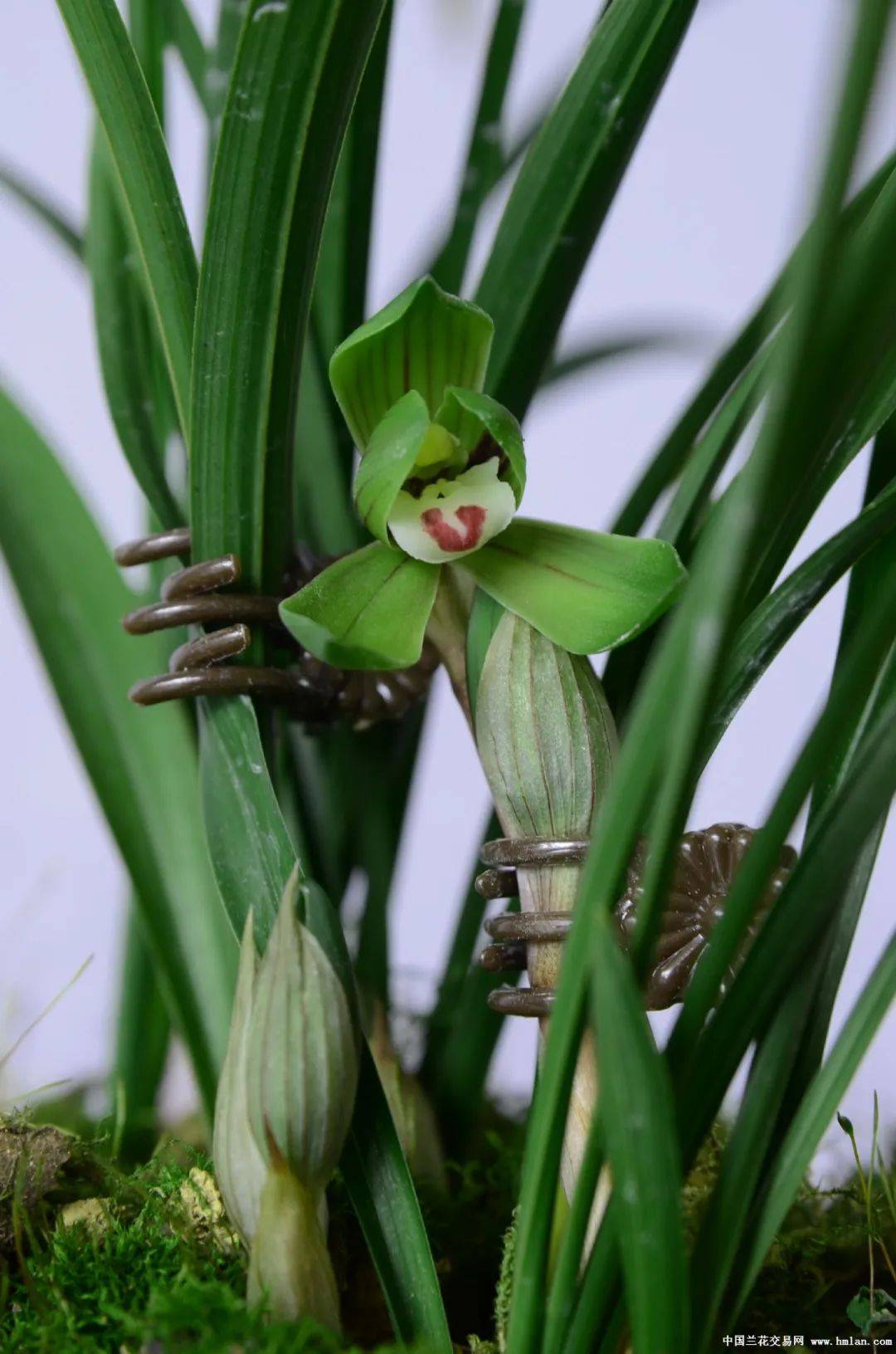 余姚市第二十届兰花展览会获奖作品