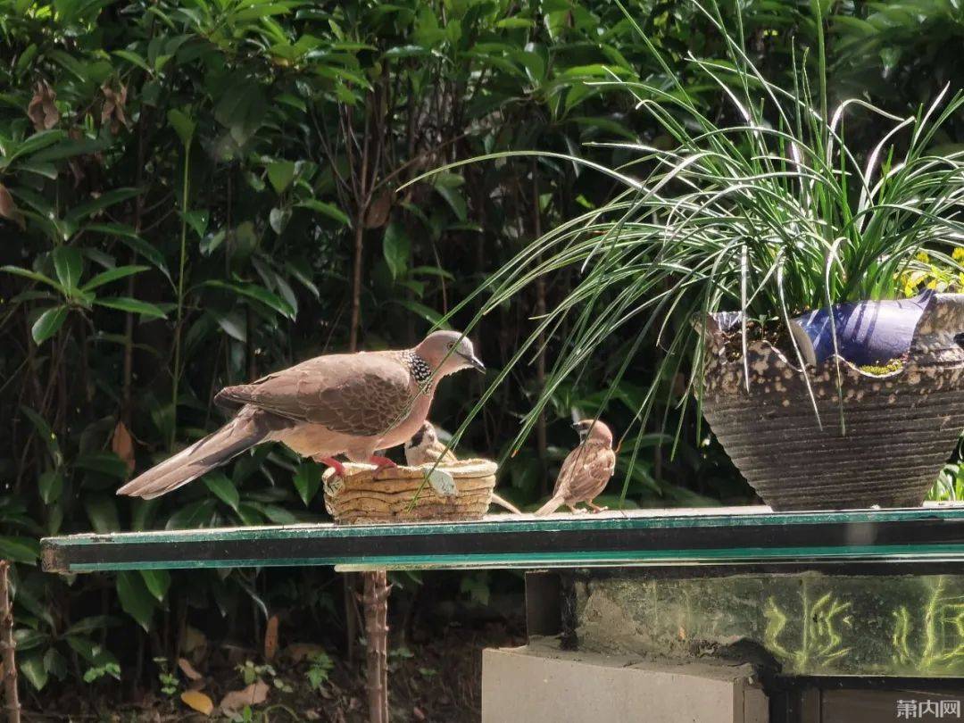 最近萧山不少人家都出现了_网友_斑鸠_鸽子