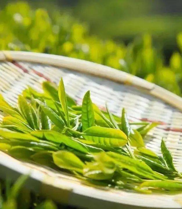 去普陀的茶园饮一口鲜嫩的春天