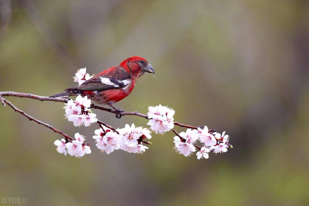 陈保民新作赏鉴