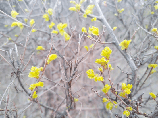 春暖花开在可爱鄂托克见一面吧