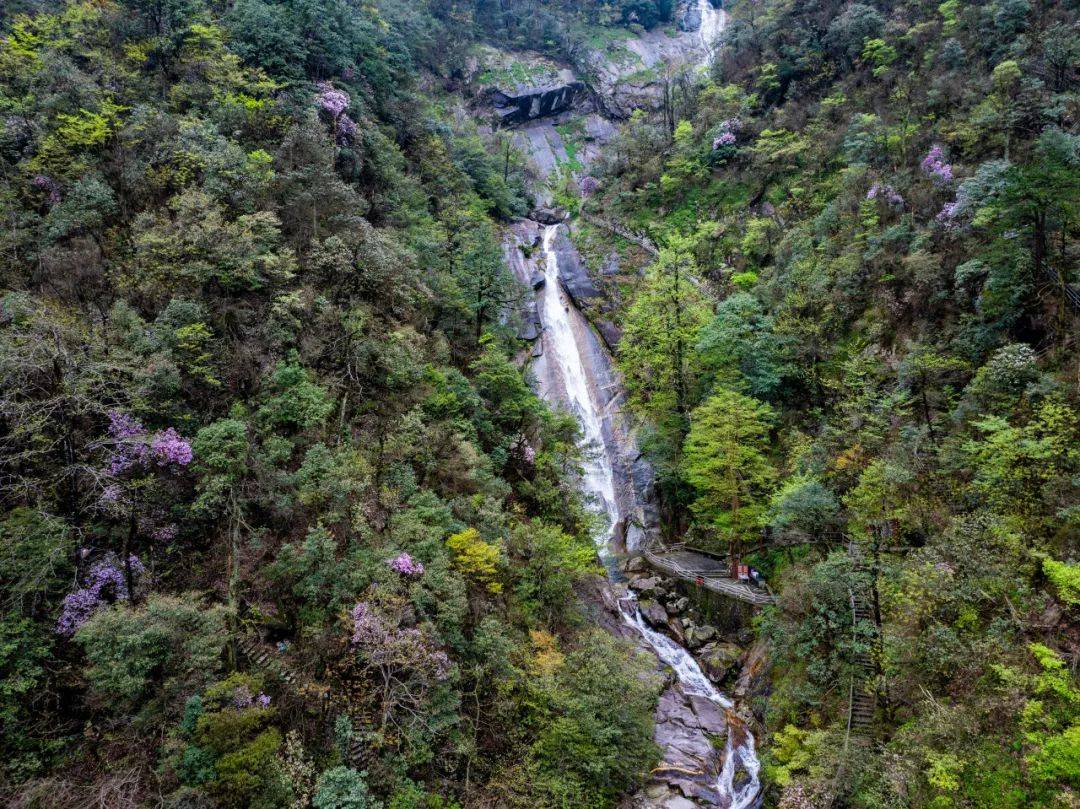 山花山开春未归,春归正值杜鹃来在青云栈道云雾是最好的画卷杜鹃花叠