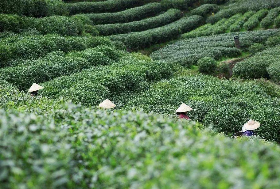 去普陀的茶园饮一口鲜嫩的春天