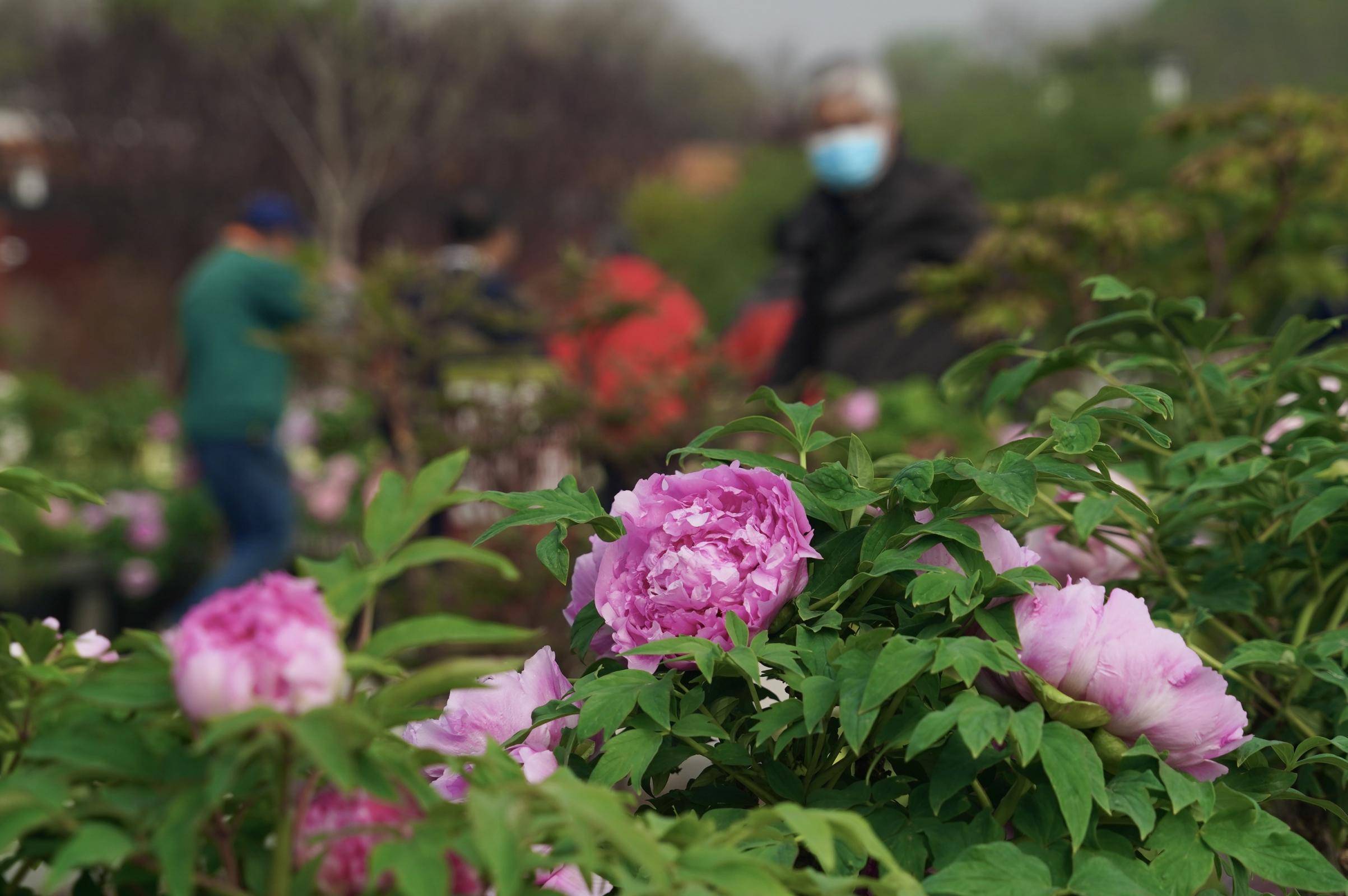 花开时节动京城景山公园牡丹如约而至