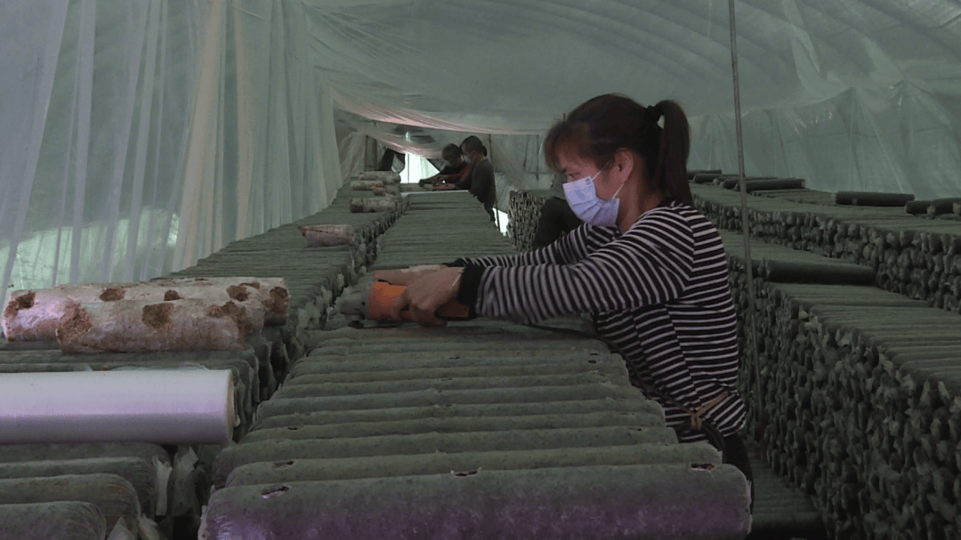 近日,记者走进永隆乡小寨村香菇种植基地,只见大棚内整齐摆放着一排排