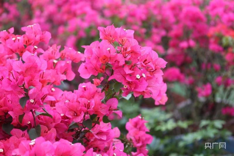 【发现春之美】"壮族三月三"假期 广西群众踏春赏花热情高