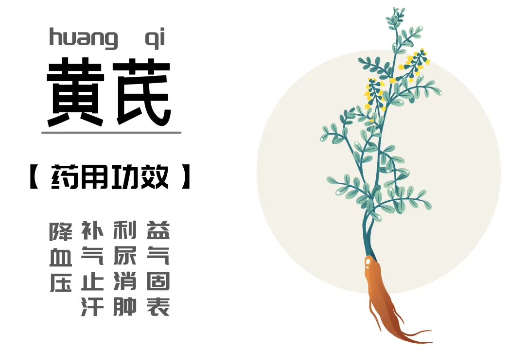 鹊华黄芪图片