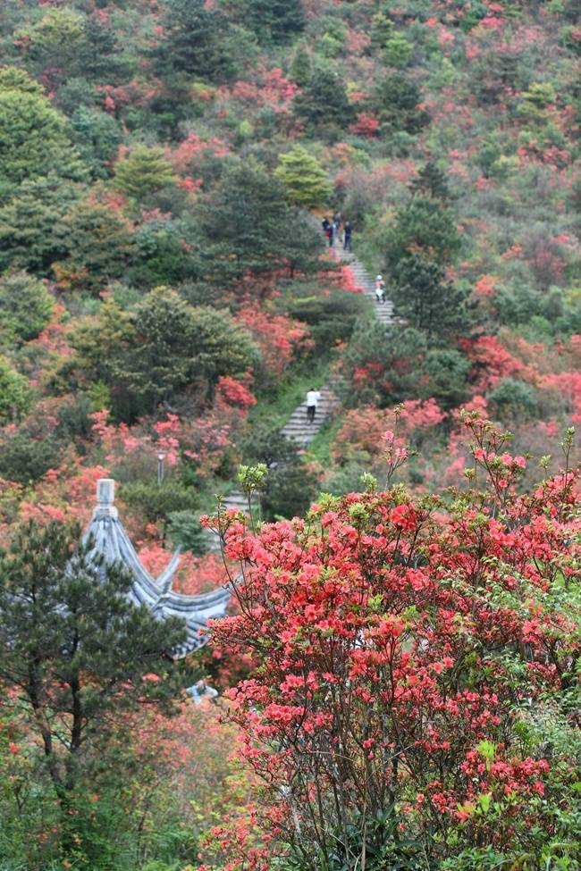 安溪县祥华乡举办第二届佛耳山杜鹃花文化旅游节