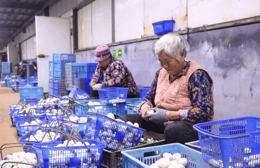 "双孢菇肉质肥嫩,含有多种糖类及各种氨基酸类物质,味道鲜美,营养丰富