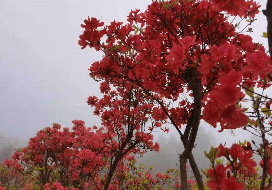 想快点告诉你,高姥山的杜鹃花就要开了!
