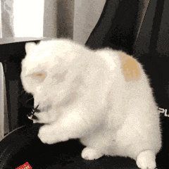 白猫摇头表情包图片