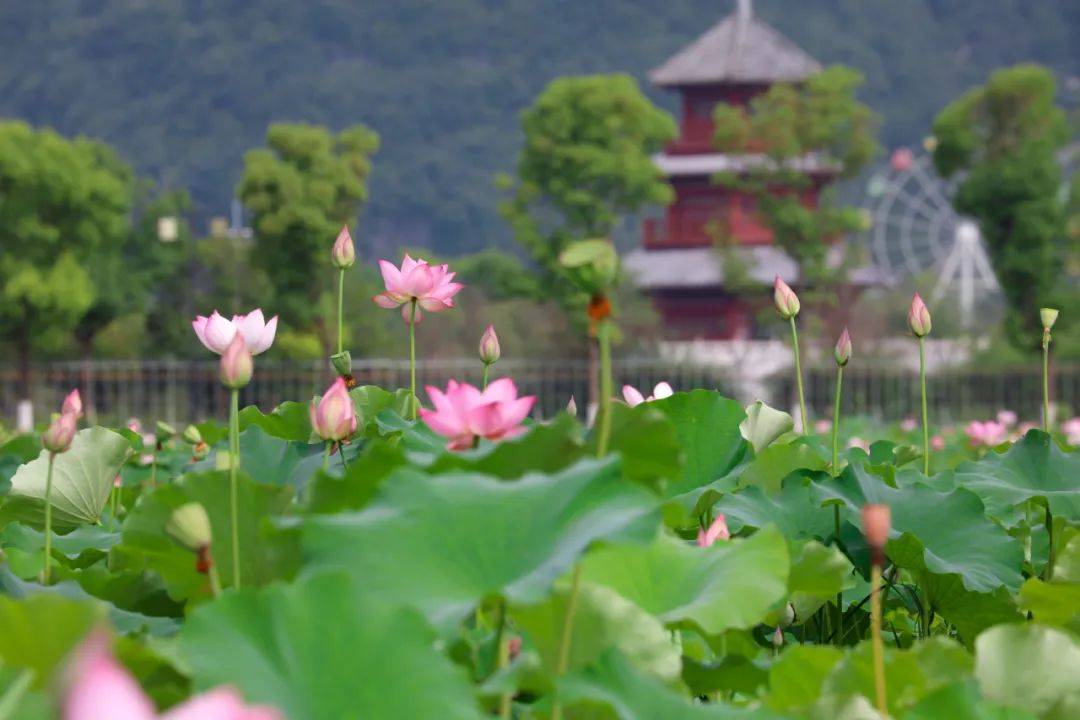 东起威远潮井,西至青龙潭,位于乌麻河流域的长顺县神泉谷景区集山,水