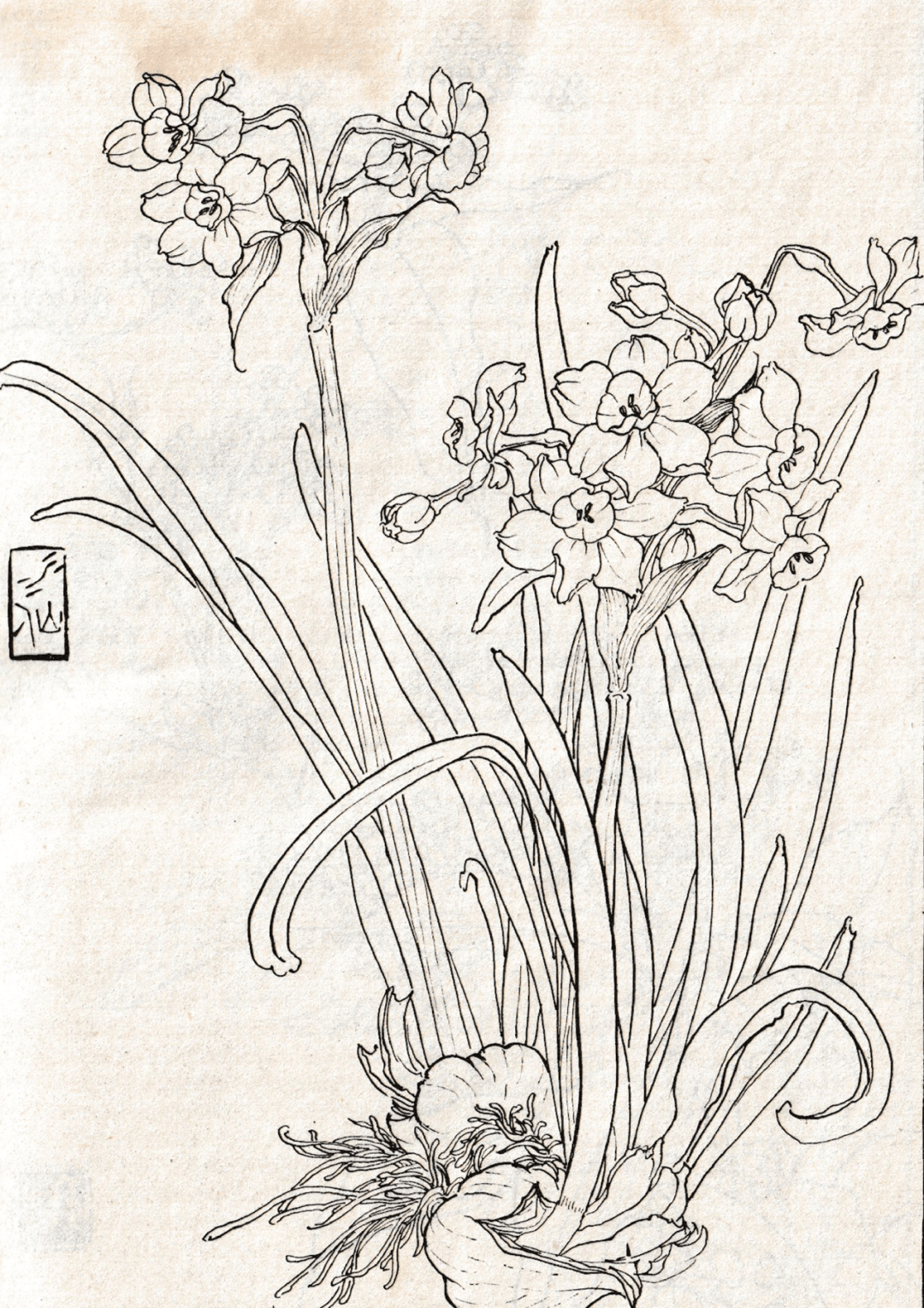 素材 | 一组花卉白描线稿