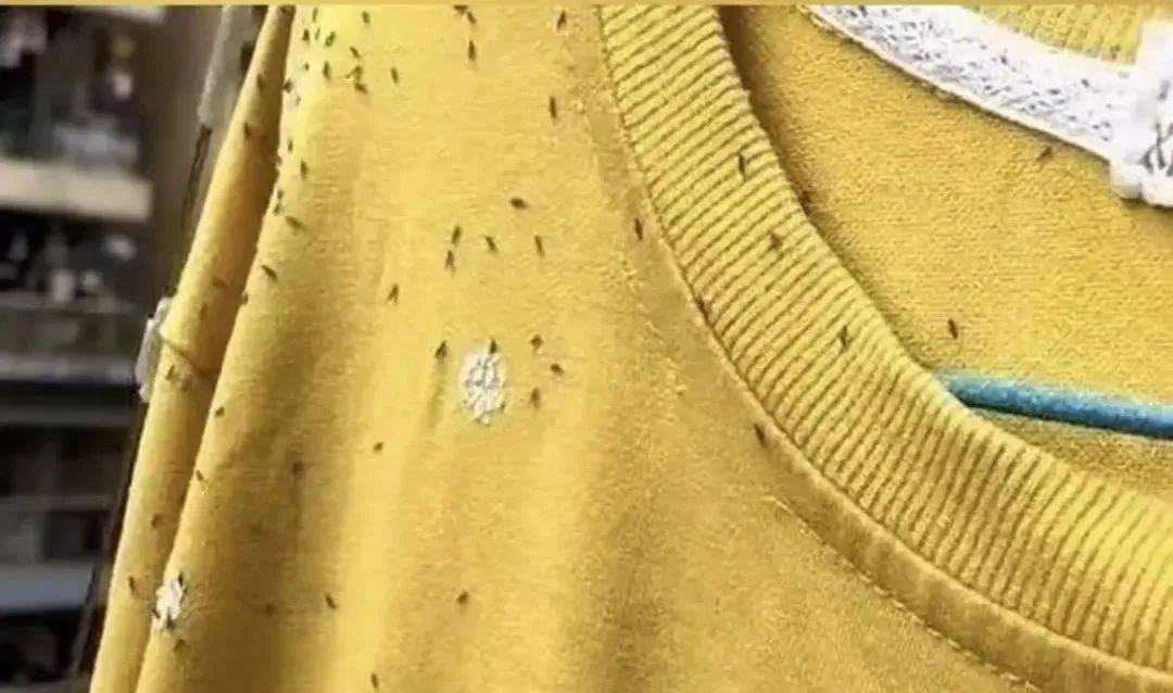 这些颜色最近少穿_黄绿色_飞虫_衣服