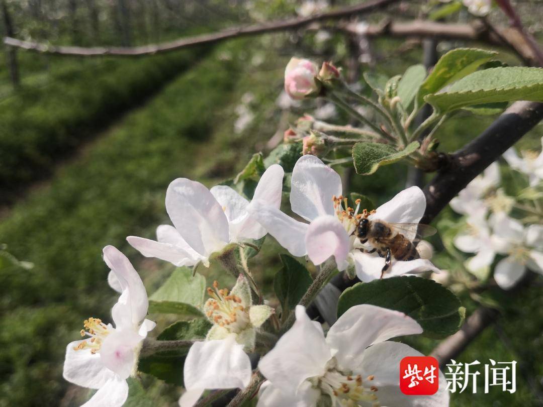 宿迁洋河万亩苹果树开花了千万只小蜜蜂采蜜忙