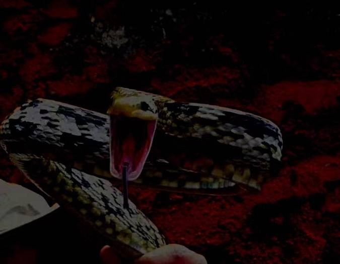 网传华农校园内发现一条三头蛇专家角度问题