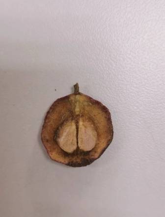 科普山楂降脂消食的良药