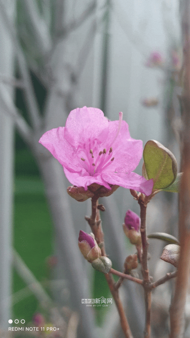 这不,榆叶梅也加入了开花队伍冰城即将进入"花花世界"