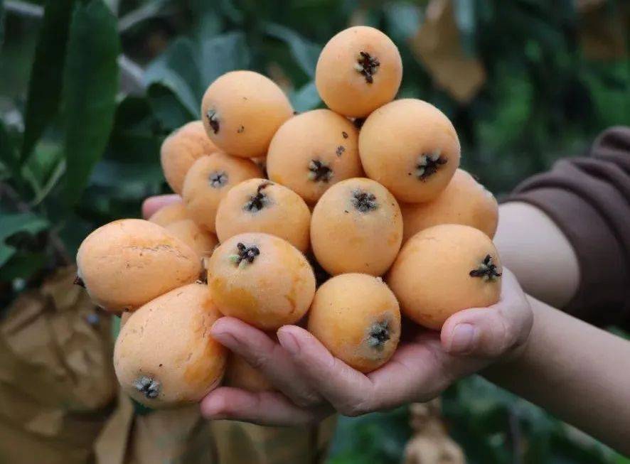 枇杷_视频_宣传